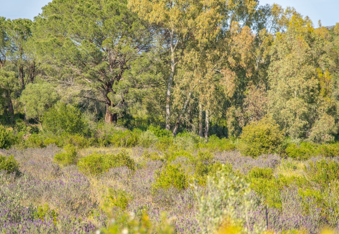 Villa a Olbia - Villa Essenza