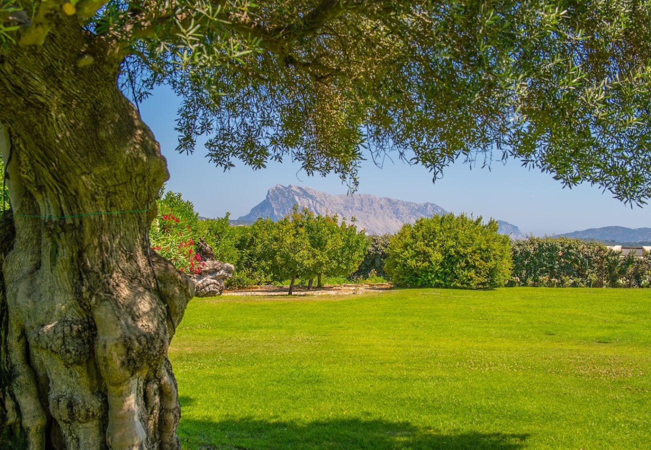 Villa in San Teodoro - Exclusive Villa San Teodoro